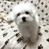 ビションフリーゼ