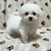 ビションフリーゼ【岐阜県・女の子・2024年12月18日・ホワイト】の写真1