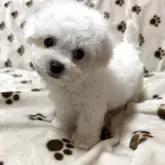 ビションフリーゼ