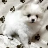 ポメラニアン