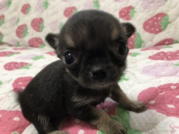 ID：1812-00898の子犬