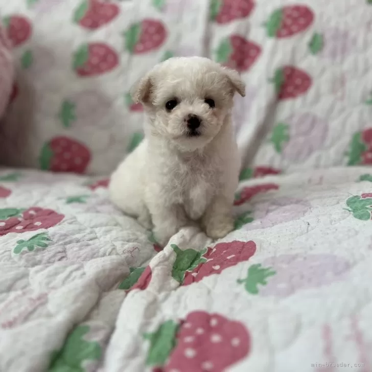 K.K 様のお迎えした子犬