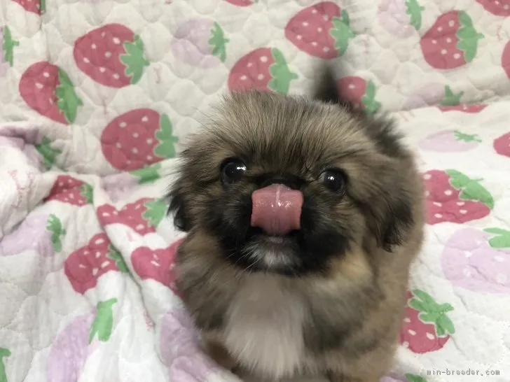 ID:1808-01054の子犬