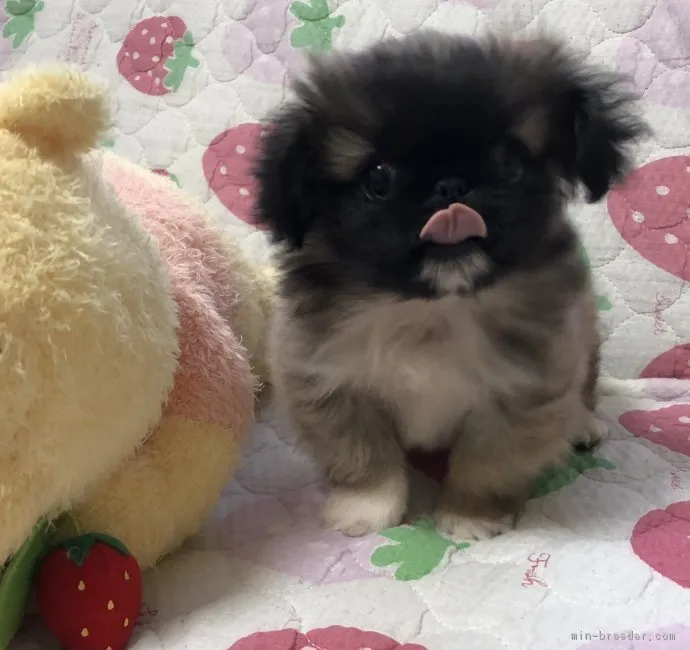 ID：1811-02227の子犬