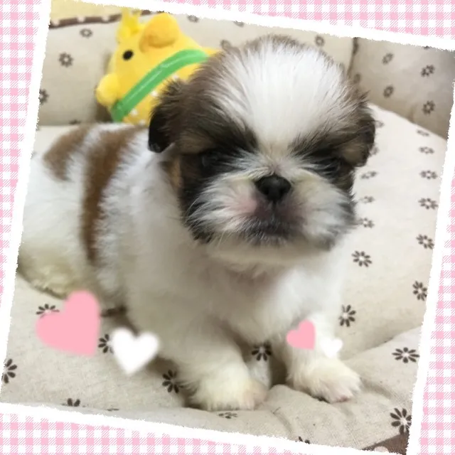 エミ 様のお迎えした子犬