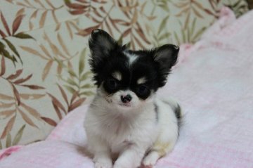 チワワ(ロング)【岐阜県・男の子・2010年11月20日・ブラックタン＆ホワイト　パパＪＫＣチャンピオン♪】の写真「」