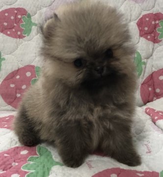 ポメラニアン【岐阜県・女の子・2020年7月7日・オレンジ】の写真「極小サイズのあずきちゃん♪」