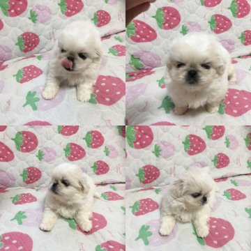 ペキニーズ【岐阜県・女の子・2017年4月23日・クリーム】の写真「限りなくホワイトです」