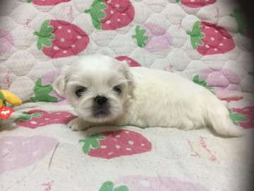 ペキニーズ【岐阜県・男の子・2017年6月16日・ホワイト&クリーム】の写真「ほぼホワイトです」
