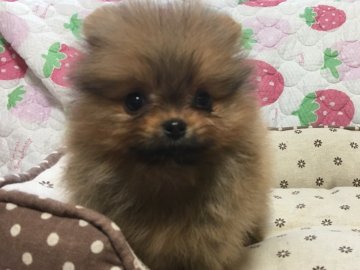 ポメラニアン【岐阜県・女の子・2017年9月7日・オレンジ】の写真「血統良し！お顔さらに良し!!(笑)」