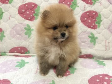 ポメラニアン【岐阜県・男の子・2019年12月8日・オレンジ】の写真「毛吹の良い可愛らしい子ですよ」