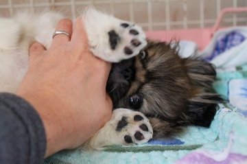 ペキニーズ【岐阜県・男の子・2010年11月7日・ホワイト＆レッド　小ぶりです♪】の写真「」