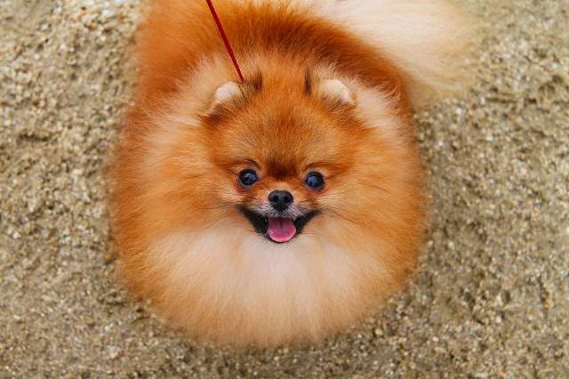 Resultado de imagen para çŠ¬  Pomeranian ç¾Žã—ã„ç›®