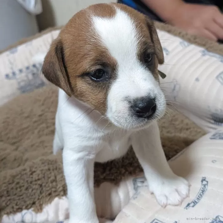 ID:2507-04514の子犬