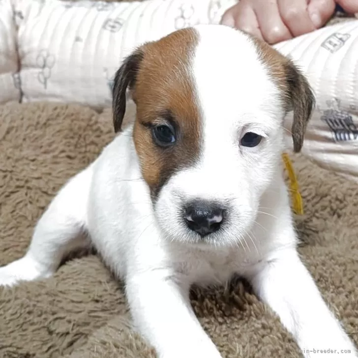 ID:2507-04506の子犬