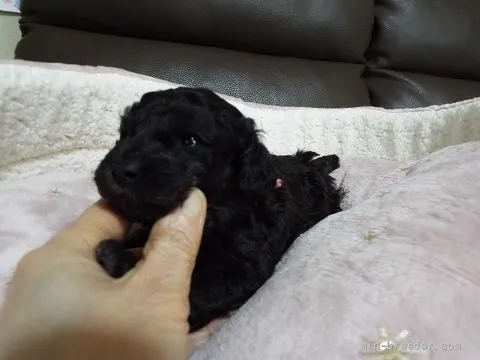 ひっきー 様のお迎えした子犬