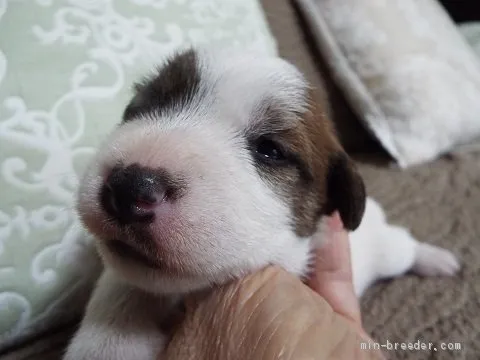ID：1909-01043の子犬
