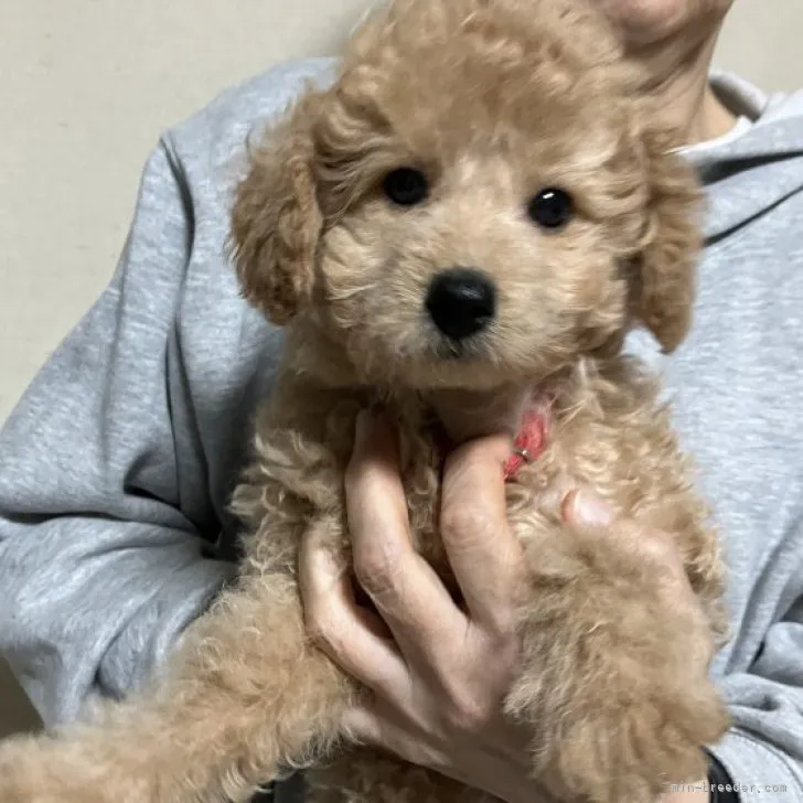 ID:2302-02651の子犬