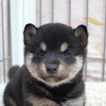 柴犬(豆柴)【高知県・男の子・2025年1月14日・黒】の写真「両親共に遺伝子検査クリア」