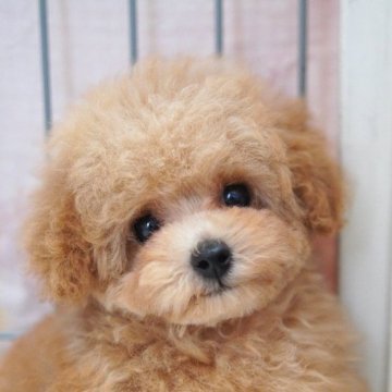 トイプードル(トイ)のクリーム系の子犬を探す｜ブリーダー直販の