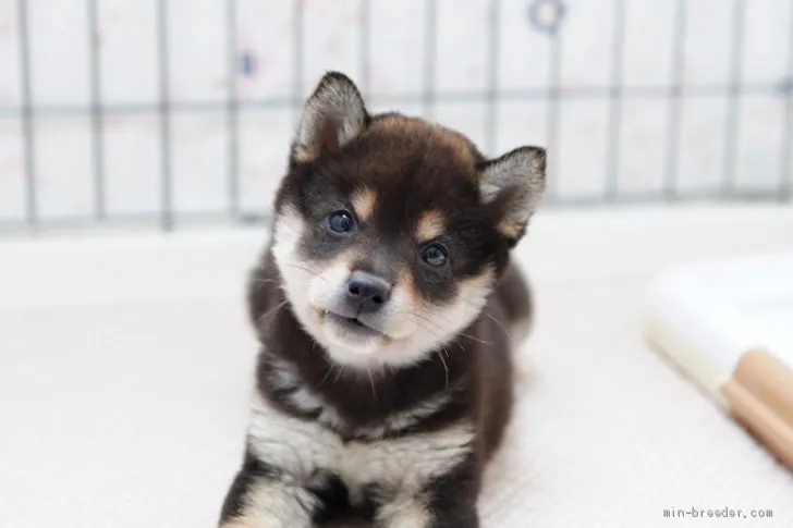 ID:2105-00103の子犬