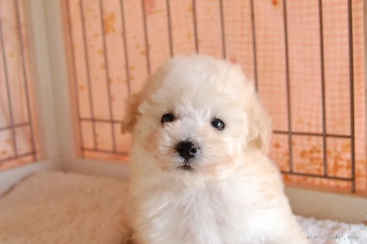 ID：1911-00707の子犬