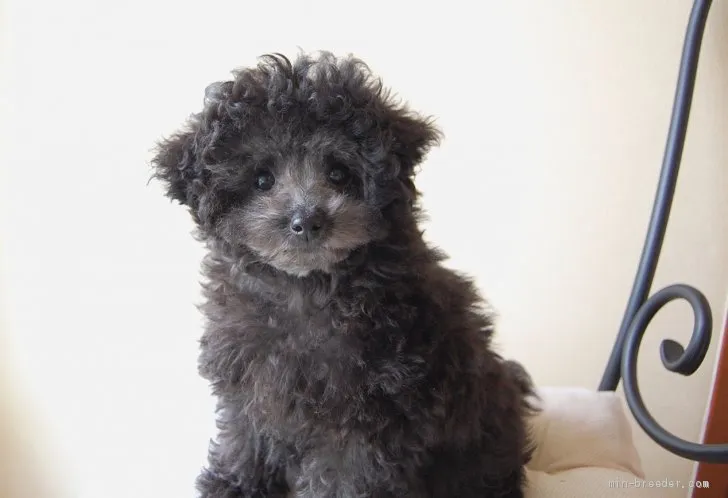 ID:1904-01133の子犬