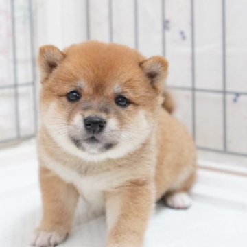 豆柴　1223 豆柴【大分県・女の子・2023年12月30日・黒】目が優しい顔をし