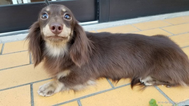 チョコレートイエローも通年生まれています。｜三品　明子(みしな　あきこ)ブリーダー(東京都・ミニチュアダックスフンド(ロング)など・JKC登録)の紹介写真7