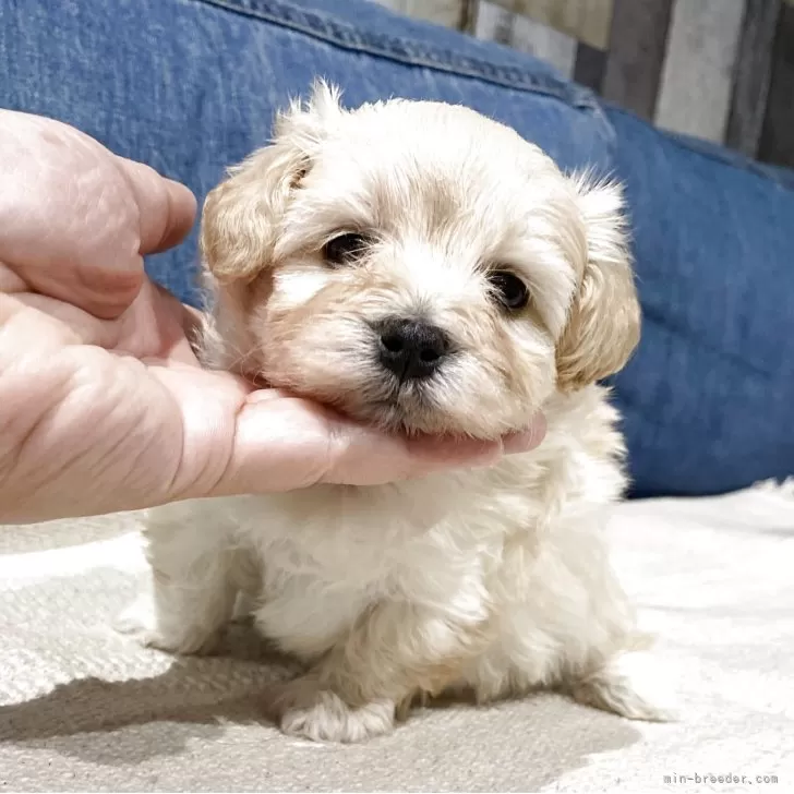 ID：2506-07535の子犬