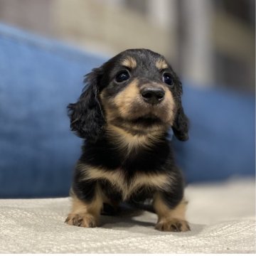 カニンヘンダックスフンド(ロング)【神奈川県・女の子・2025年5月20日・ブラックタン】の写真「極小さん☺️犬質抜群😍人懐こい子」