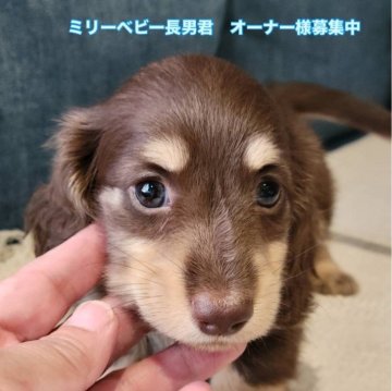 カニンヘンダックスフンド(ロング)【神奈川県・男の子・2025年5月27日・チョコイエロー】の写真「本日までSALE中」