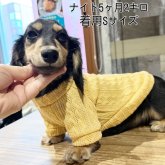 カニンヘンダックスフンド(ロング)