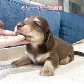 カニンヘンダックスフンド(ロング)