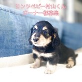 カニンヘンダックスフンド(ロング)