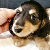 カニンヘンダックスフンド(ロング)【神奈川県・男の子・2025年5月12日・ブラックタンまたはブラックイエロー】の写真1