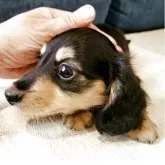 カニンヘンダックスフンド(ロング)【神奈川県・男の子・2025年5月12日・ブラックタンまたはブラックイエロー】の写真2