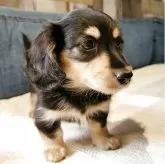 カニンヘンダックスフンド(ロング)【神奈川県・男の子・2025年5月12日・ブラックタンまたはブラックイエロー】の写真4「仮名　村山くんww」