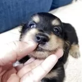 カニンヘンダックスフンド(ロング)【神奈川県・男の子・2025年5月12日・ブラックタンまたはブラックイエロー】の写真5
