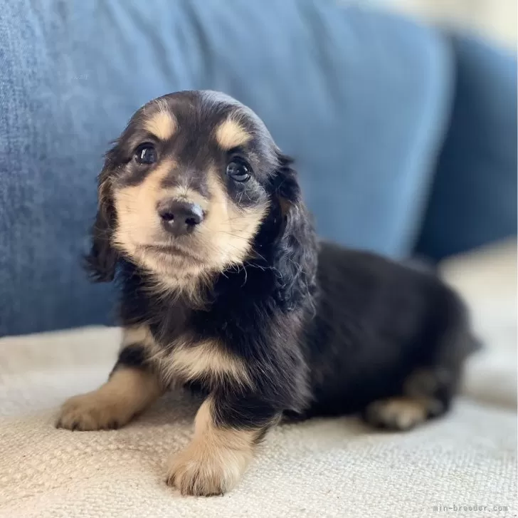 K.Y 様のお迎えした子犬