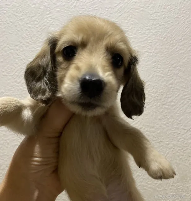 Y 様のお迎えした子犬