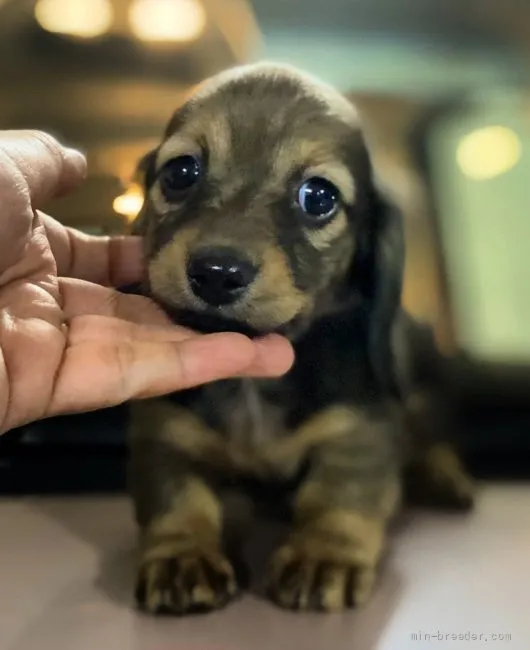 ID:2201-01378の子犬