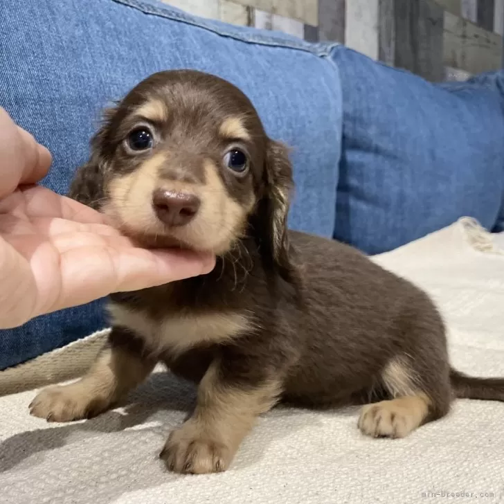 ID:2407-02137の子犬