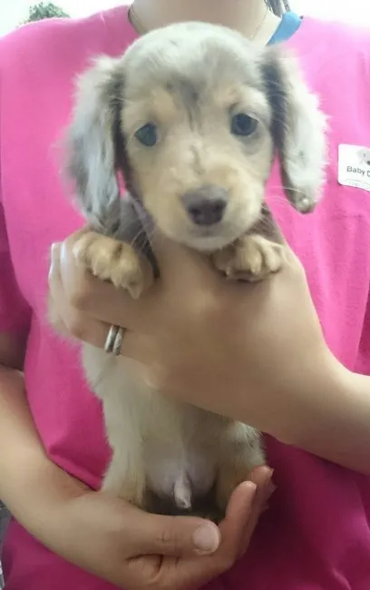 mihamiha 様のお迎えした子犬