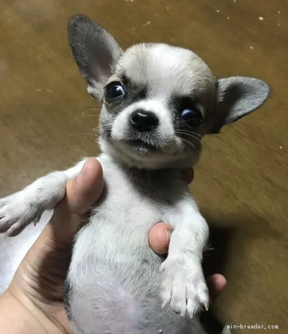 ID:1909-00249の子犬