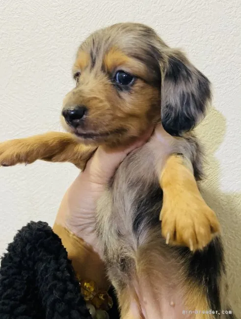 ID：2101-02331の子犬