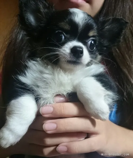 チャキ 様のお迎えした子犬