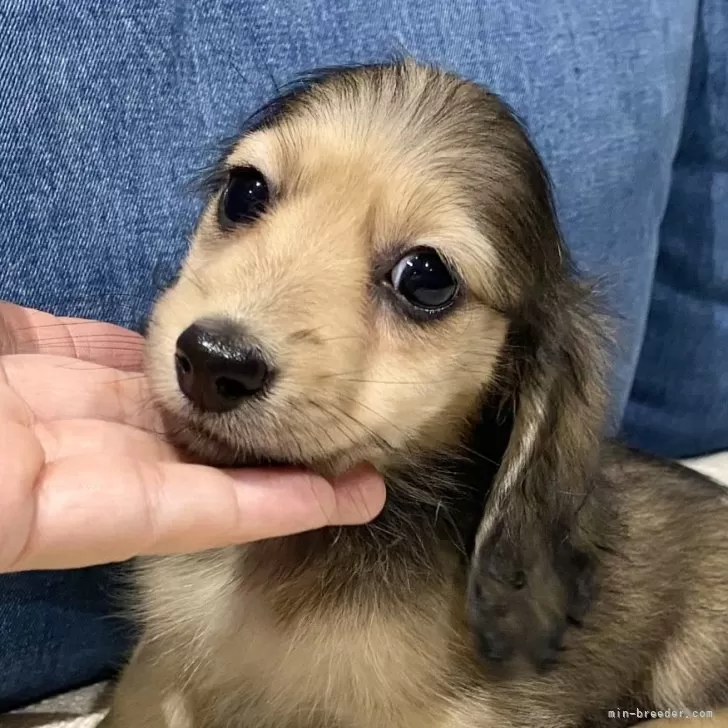 NN 様のお迎えした子犬