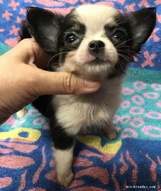 ID:1906-00003の子犬