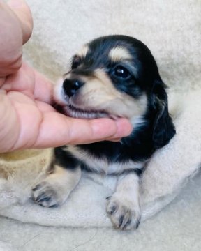 ミニチュアダックスフンド(ロング)【神奈川県・女の子・2021年11月6日・ブラックイエロー】の写真「SALE！パパカニンヘン極小の甘えん坊さん」